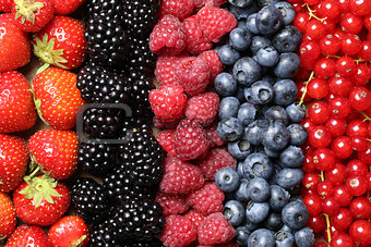Berry fruits in a row