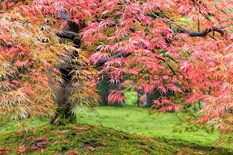 Fall Foliage of Japanese Maple Tree