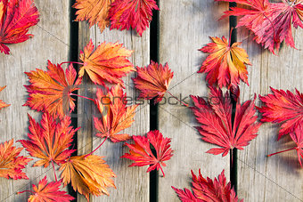 Japanese Maple Tree Leaves on Wood Deck