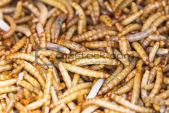 Meal worms
