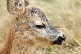 closeup portrait of a baby roe deer