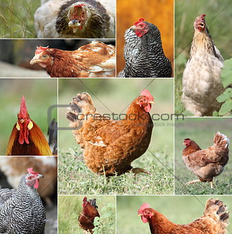 collage with hens and roosters