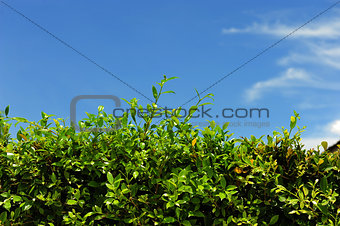 Green fence with blue sky with the nature background