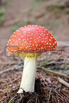 mushroom commonly known as the fly agaric or fly amanita