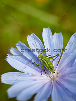Green grasshopper 