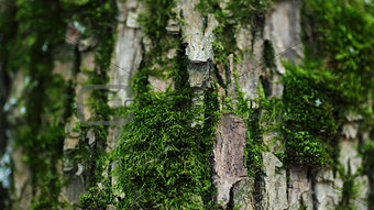 closeup photo of tree trunk with moss