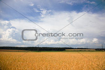 Summer landscape with a field of wheat and sky
