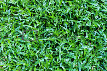 Green Grass Leaves