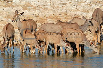 Kudu antelopes drinking
