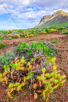 Cactuses on north-west coast of Tenerife, Canarian Islands