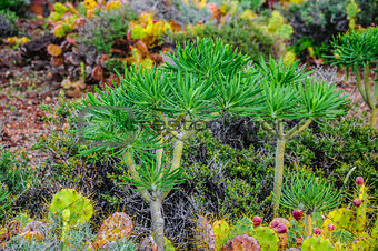 Plant on North-west coast of Tenerife near Punto Teno Lighthouse
