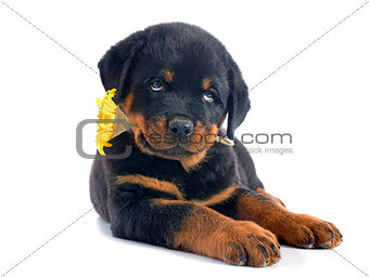puppy rottweiler and flower
