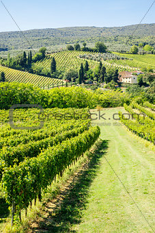 Wine Hill Italy