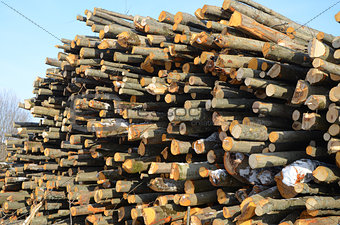 Background of firewood stacked 