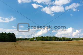 Summer landscape with field and grove