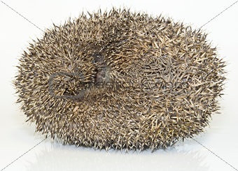 Hedgehog, Erinaceus Europaeus