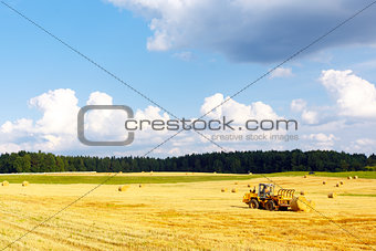 Harvesting in Summer on the field