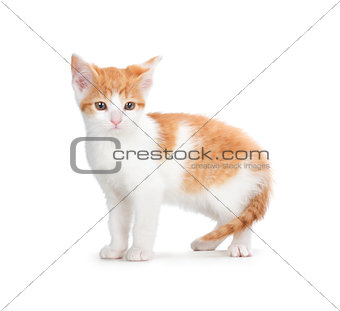 Cute orange kitten on a white background