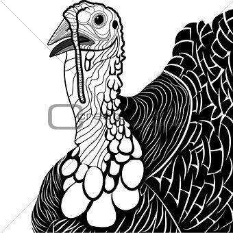Turkey bird head as thanksgiving symbol