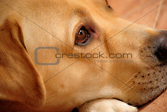 Labrador Retriever thoughtful
