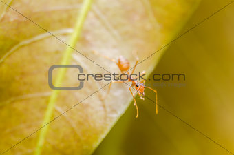 Red ant on the leaf
