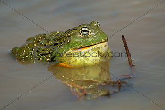 African giant bullfrog