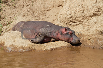 Hippopotamus resting