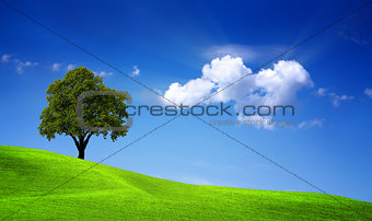 Green oak field
