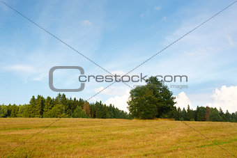Summer landscape with a field and clouds