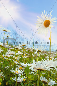 daisy flower field against blue sky