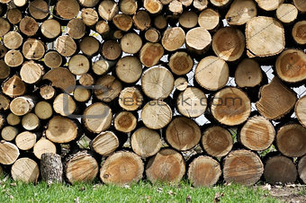 Cut Wood Logs