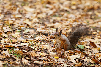 small squirell in the park