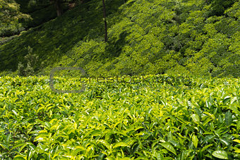Green plantation of Ceylon tea