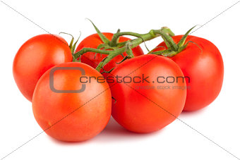 Ripe red tomato with  branch