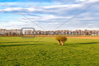 green meadows on Dutch farmland