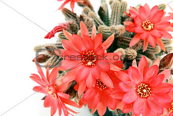 many red cactus flowers over white