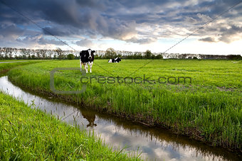 two black and white cows on pasture