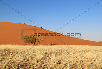Sossusvlei sand dunes landscape in the Nanib desert near Sesriem