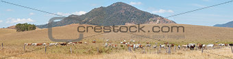 Rural Australia panorama landscape cattle country