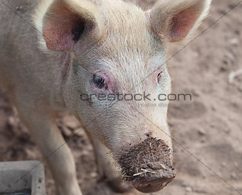 Live pig on farm
