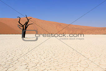 Sossusvlei dead valley landscape in the Nanib desert near Sesrie