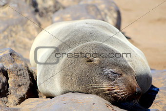 Seal at Cape Cross Reserve, Atlantic Ocean coast