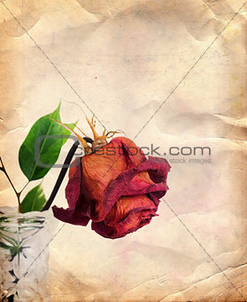 Vintage background with dried rose