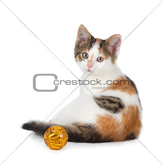 Cute calico kitten sitting next to a toy on a white background.