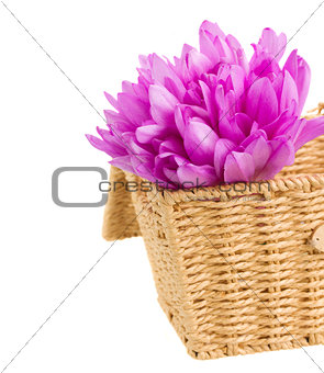 basket with meadow saffron flowers