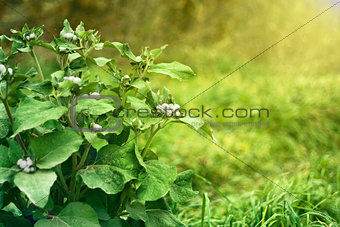 green bush agrimony in grass