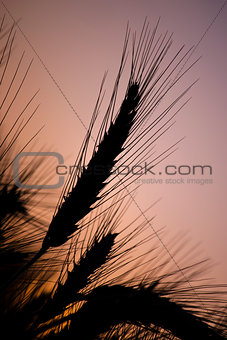 Wheat ears silhouette