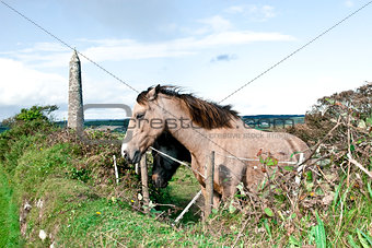 pair of beautiful Irish horses and ancient round tower