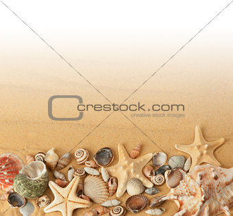 seashells on sand