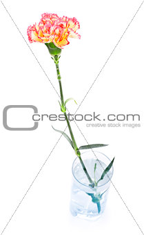 Carnation in Glass